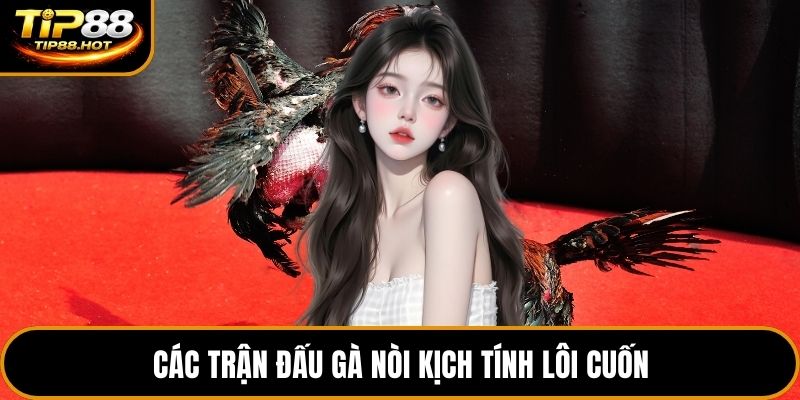 Các trận đấu gà nòi kịch tính lôi cuốn