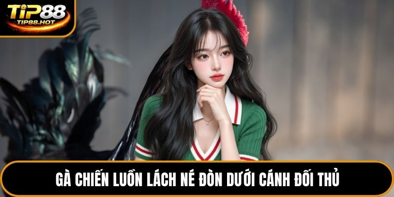 Gà chiến luồn lách né đòn dưới cánh đối thủ