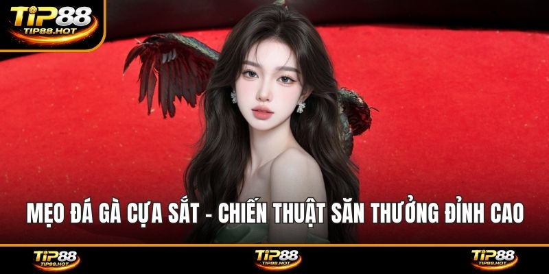 Mẹo đá gà cựa sắt